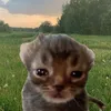 tapoksobaki_0