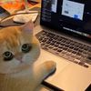 httpssnazz