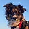 kiba_the_border_collie