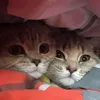 cats_are_cute_1