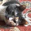 gemmafatcat