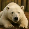 🐻‍❄️L'OURS FOU🐻‍❄️