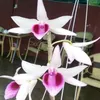 caovanvuong5