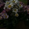 earn_2785