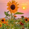 slma_1226