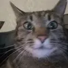 leodanell