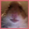 ossi_hamster