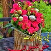 zahirkhan914