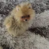 neli.stefanova_