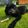 mynoseycockapoo