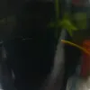abimeloti