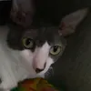 lamurplay