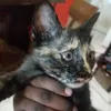 mama_mayar