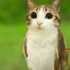 spla._.shy