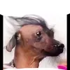 sasax_28