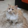 antoni_1234.0