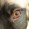balu_mi_perrito
