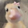 gigglybun.cis