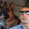 homedogtrainer