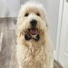 giuseppethegoldendoodle