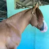 bastidoresdorancho