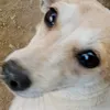xiaosy04