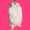 nyankolink