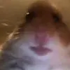 ehrenhamster6