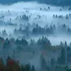 pitorek_1239