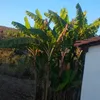 ananogueira965