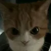 npthaoo_06