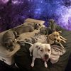 pibblepalace