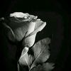 samr_1223