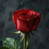 susu_dle_