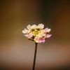 behbehani_shot