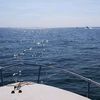 dmboattech