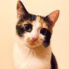 cookie__cattt
