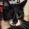 fancycatflower