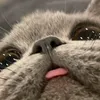 jakjakk49