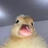 ⋆｡‧˚ʚaduckyɞ˚‧｡⋆