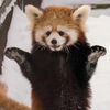 snowroachmwah