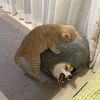 zave_471