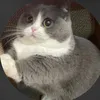 alazikitten