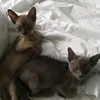 mrmischiefbillion