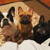 3frenchiesaz