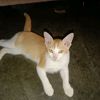 toluksi_3975