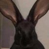 rabbitwonderland1951