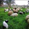 ضفاف الفرات