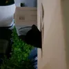 plxythi_