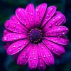 imelcassie